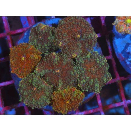 PIEZA RICORDEA RED XL 