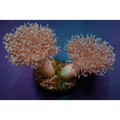 SARCOPHYTON EHRENBERG