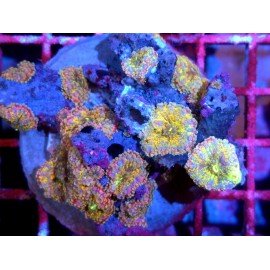 PIEZA RICORDEA YUMA MASTERGRADE XL 