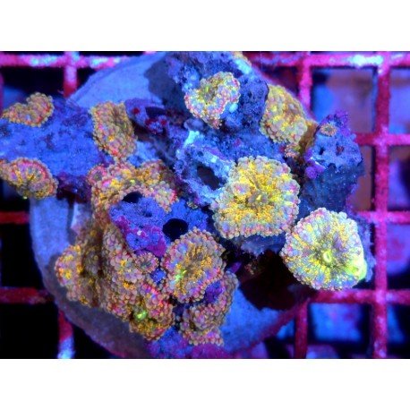 PIEZA RICORDEA YUMA MASTERGRADE XL 