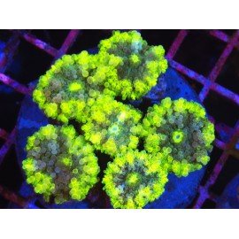 PIEZA RICORDEA YUMA MASTERGRADE XL 