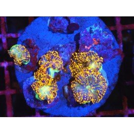 RICORDEA YUMA ULTRA GRADE XL