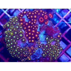 PIEZA ZOANTHUS PREMIUM XL 