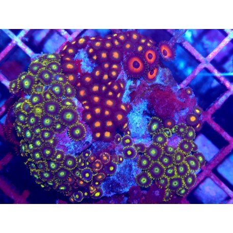 PIEZA ZOANTHUS PREMIUM XL 