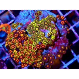 PIEZA ZOANTHUS PREMIUM XL 