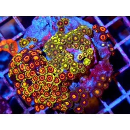 PIEZA ZOANTHUS PREMIUM XL 