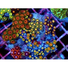 PIEZA ZOANTHUS PREMIUM XL 