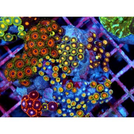 PIEZA ZOANTHUS PREMIUM XL 