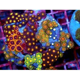 PIEZA ZOANTHUS PREMIUM XL 