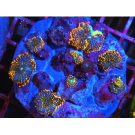 RICORDEA YUMA ULTRA GRADE XL