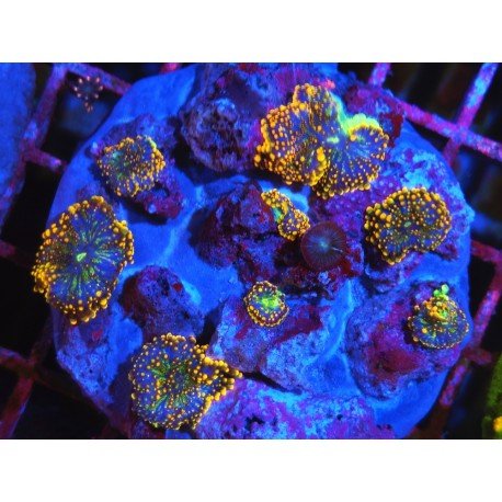 RICORDEA YUMA ULTRA GRADE XL