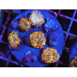 RICORDEA YUMA ULTRA GRADE XL