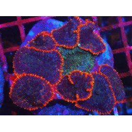 PIEZA RED RIM RHODACTHIS XL 