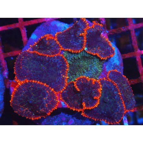 PIEZA RED RIM RHODACTHIS XL 