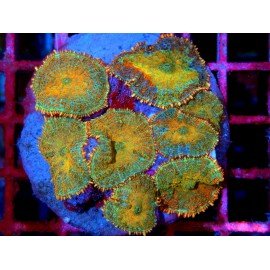 RHODACTHIS SUPER PREMIUM XL 