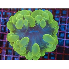 PLEROGYRA SINUOSA ULTRA XXL 