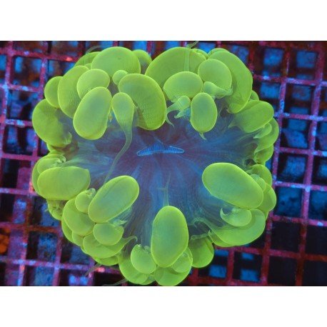 PLEROGYRA SINUOSA ULTRA XXL 