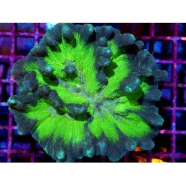 PECTINIA ULTRA GRADE XL 