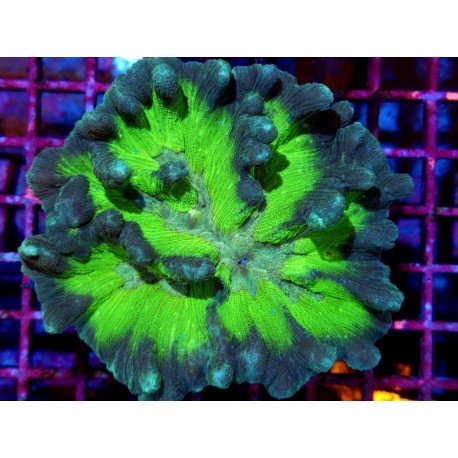 PECTINIA ULTRA GRADE XL 