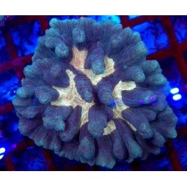 PECTINIA ULTRA GRADE XL 