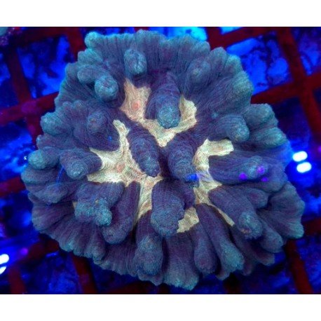 PECTINIA ULTRA GRADE XL 