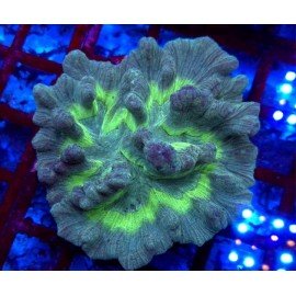 PECTINIA ULTRA GRADE XL 