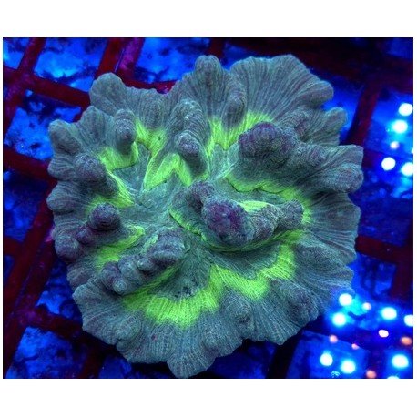 PECTINIA ULTRA GRADE XL 