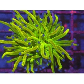 HOLY GRAIL TORCH BIG HEAD