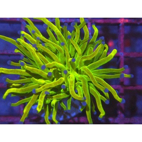 HOLY GRAIL TORCH BIG HEAD