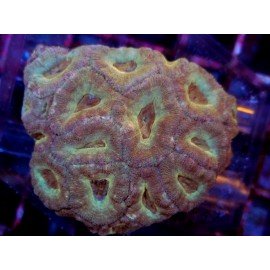 ACANTHASTREA INDOPACIFICO