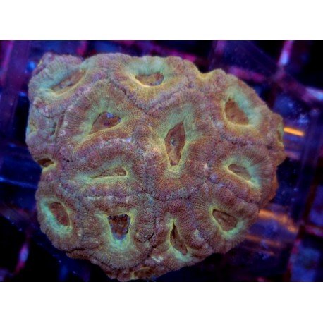 ACANTHASTREA INDOPACIFICO