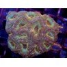 ACANTHASTREA INDOPACIFICO