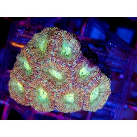 ACANTHASTREA INDOPACIFICO