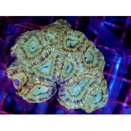 ACANTHASTREA INDOPACIFICO