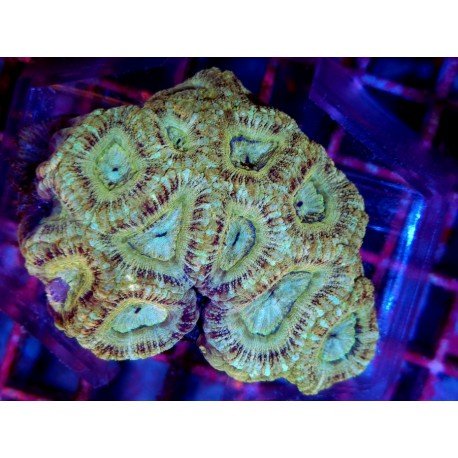 ACANTHASTREA INDOPACIFICO