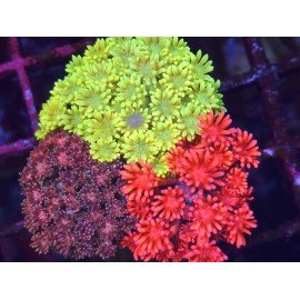 COMBO GONIOPORA UNIQUE