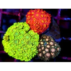 COMBO GONIIOPORA UNIQUE