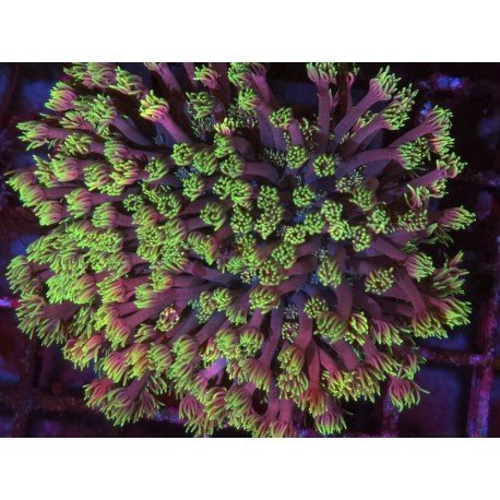 MAI TAI GONIOPORA XL 