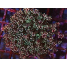 FOREST FIRE GONIOPORA L 