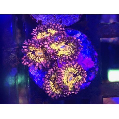 ZOAS PANDORA