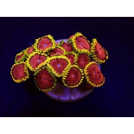 FAKE LIME CHILLI ZOAS
