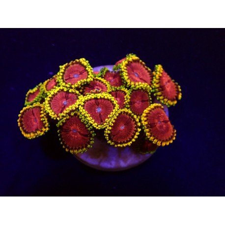 FAKE LIME CHILLI ZOAS