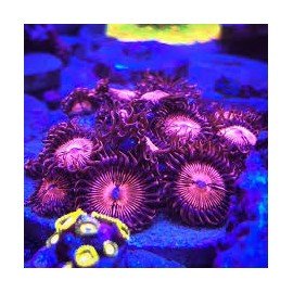 PINK SAKURA FRAG 5 POLIP 