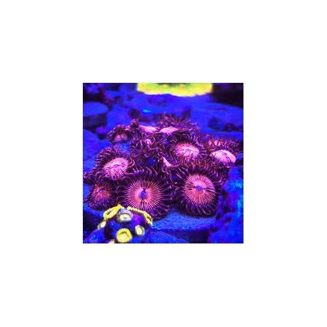 PINK SAKURA FRAG 5 POLIP 