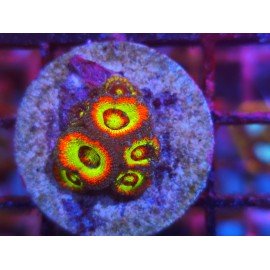 MICROMUSSA HOLY GRAIL