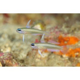 TRYSSOGOBIUS COLLINI