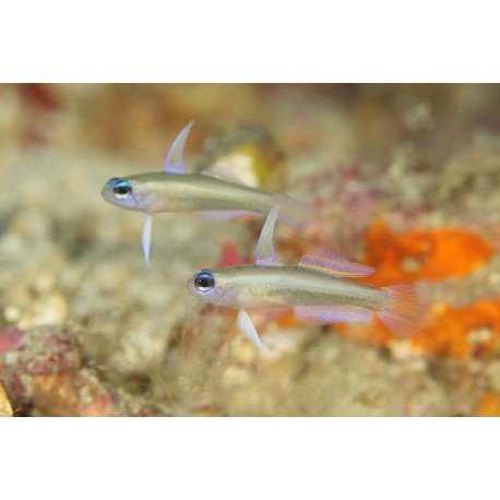 TRYSSOGOBIUS COLLINI