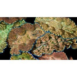 TRIDACNA DERASA 7 CM