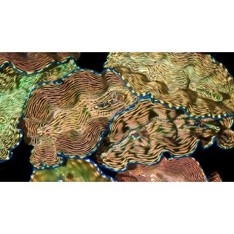 TRIDACNA DERASA 7 CM