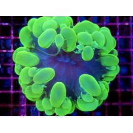 PLEROGYRA SINUOSA ULTRA GRADE XXL 